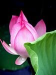 pic for Water Lily